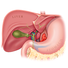 Arbre biliaire: module d'anatomie et de physiologie