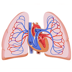 Poumons: Module Anatomie & Physiologie
