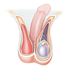 Scrotum: Module Anatomie & Physiologie