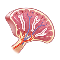 Spleen: Module Anatomie & Physiologie