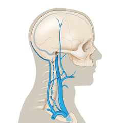 Module cérébrovasculaire: Anatomie et physiologie