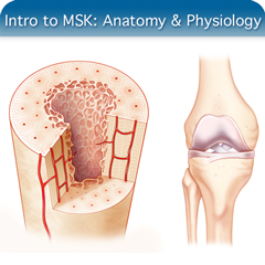 Online Ultrasound Course for Introduction to MSK: Anatomy & Physiology Module