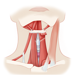 Upper Airway: Anatomie et physiologie