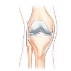 Genou: Anatomie et Physiologie Module