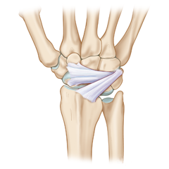 Poignet: Module Anatomie & Physiologie