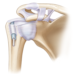 Épaule: Module d'anatomie et de physiologie
