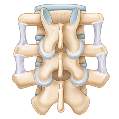 Colonne vertébrale: module d'anatomie et de physiologie