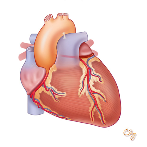 Coeur: Module Anatomie & Physiologie