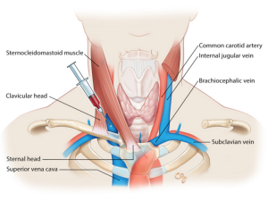 Introduction of Ultrasound into Gross Anatomy Curriculum ... head tissue diagram 